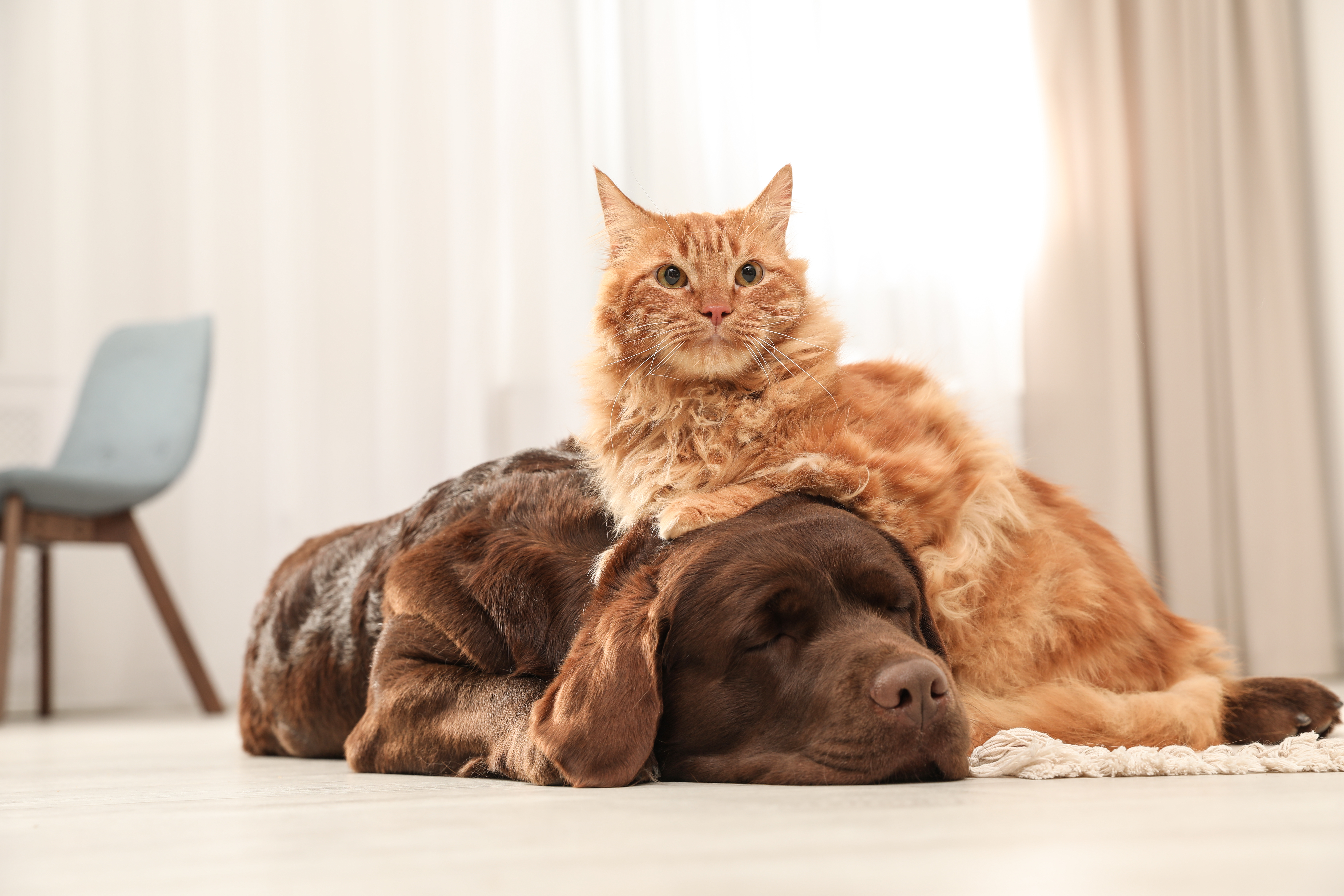 Com quem fica o pet no divórcio?